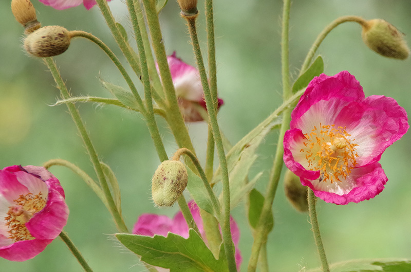 Rosa Blumen tanzen